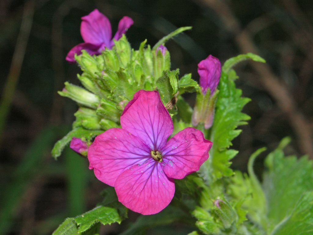 Lunaria annua / Lunaria meridionale